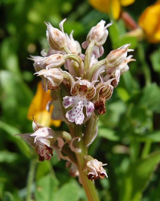 Passeggiata orchidologica al Bosco della Ficuzza